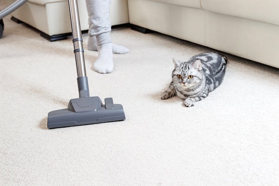 猫が掃除機を嫌がる理由とオススメの掃除法