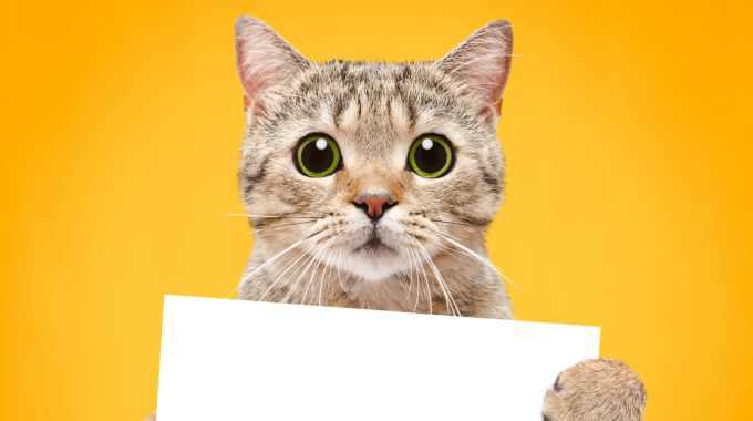 猫に関する『ことわざ』10選！意味や由来を徹底解説