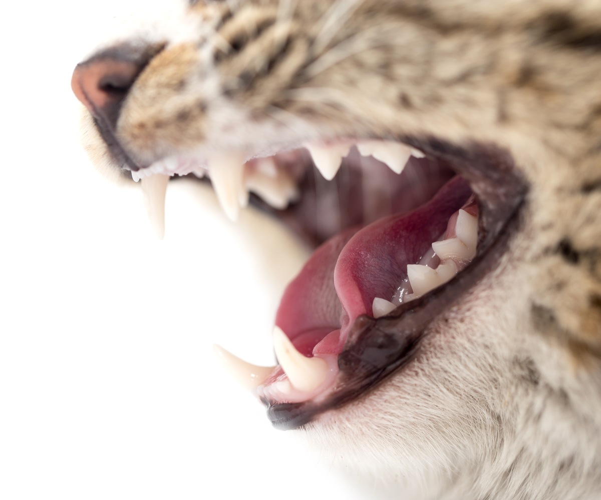 猫の牙の役割とそのお手入れ方法