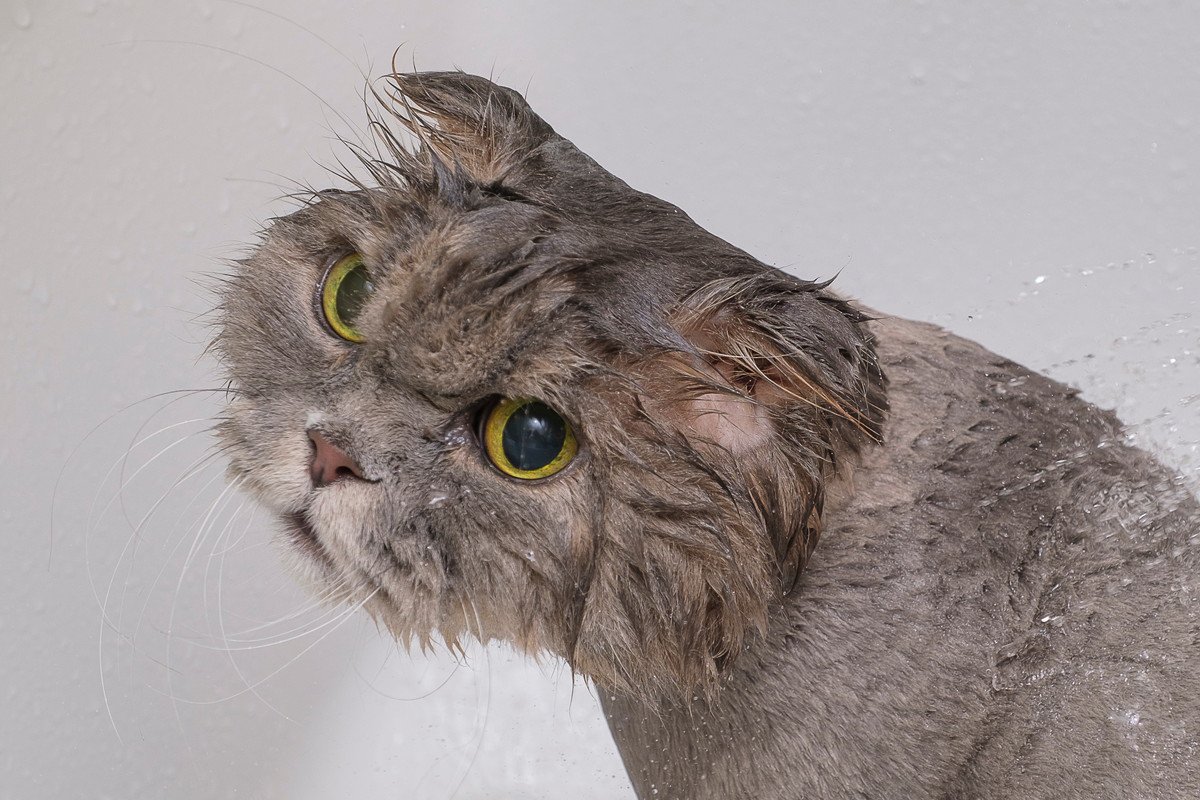 猫はどうして『お風呂が苦手』なの？5つの理由と必要になった場合の対処法とは