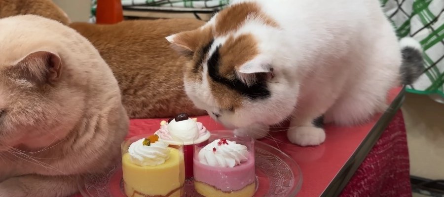 誕生日をお祝い！猫用ケーキが食べたくて飼い主さんに圧をかける猫ちゃん