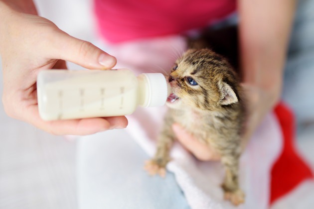 「子猫のミルクの飲ませ方」与える時間や量、作り方から注意点まで解説