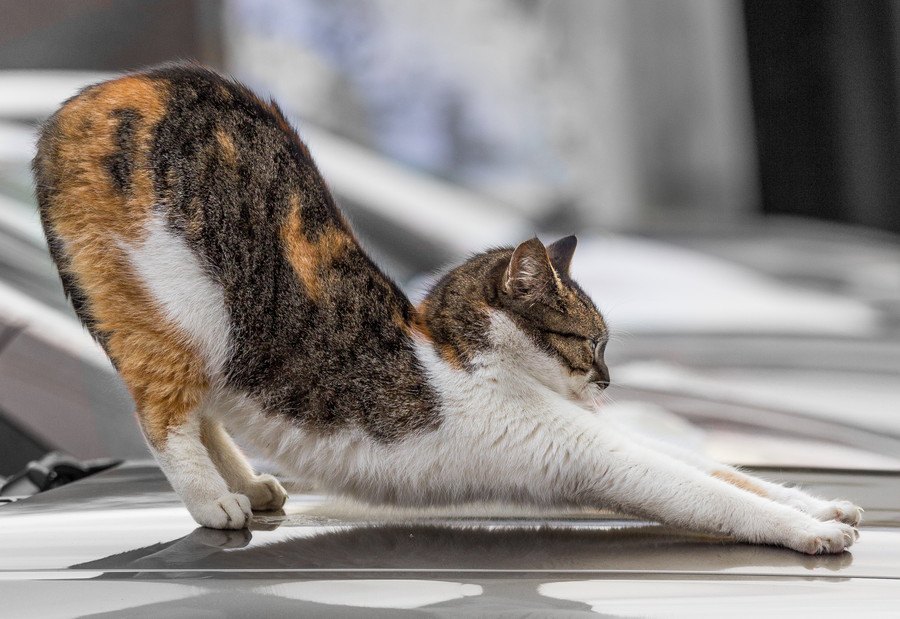 猫が『背筋を伸ばす』4つの理由！伸びると得られる効果とは？
