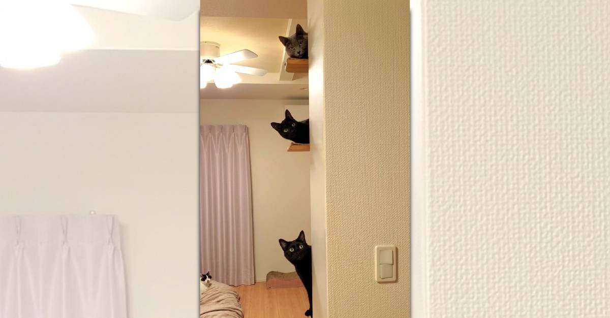 ほぼカメラ目線がカワイイ！「さて、猫は何匹いるでしょ～か！？」全部で3問あるよ♡