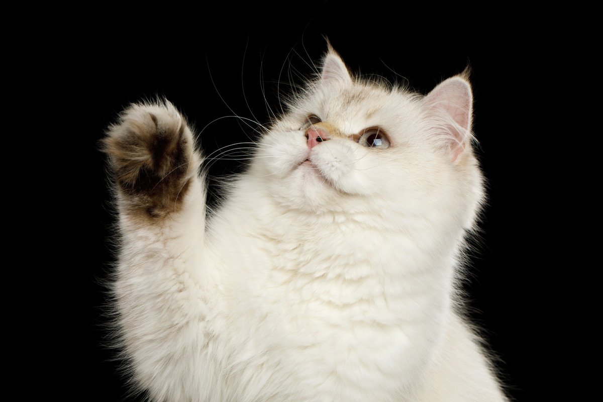 猫が片手を上げている時の心理4つ　あげっぱなしは大丈夫？