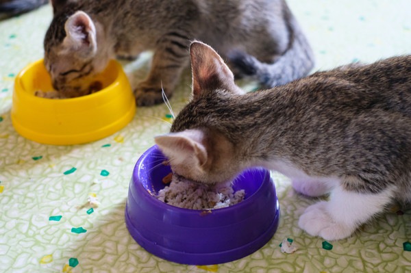 猫の餌代を節約するための5つのポイント
