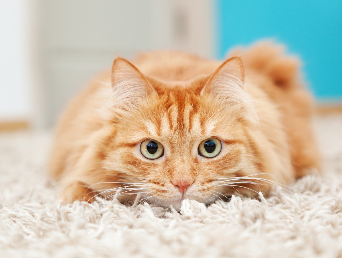猫の『免疫力』が低下しているときの症状3つと対処法