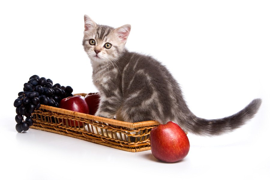 猫に『果物』はOK？与えていい果物とダメな果物5つ！