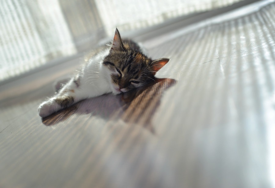 お留守番をする猫は「熱中症」にご用心！今すぐできる暑さ対策とは？