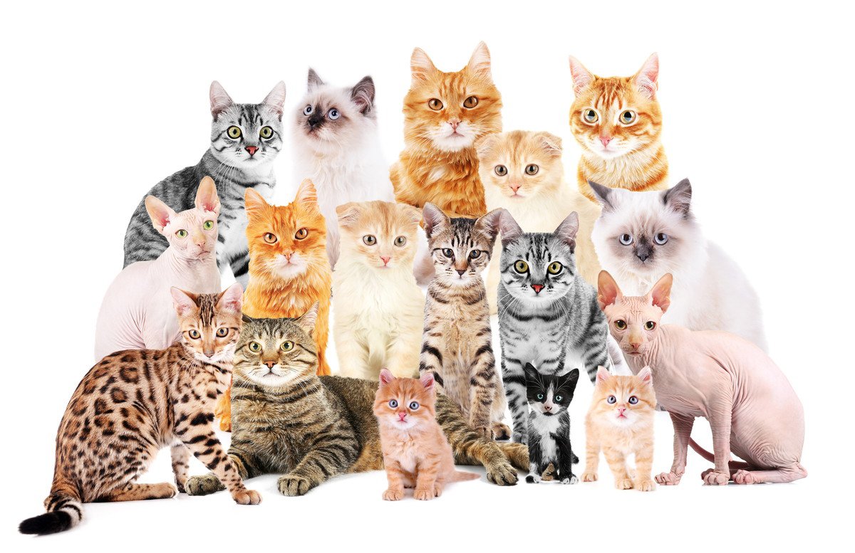 猫種別に見る「平均寿命」　寿命が一番長い＆短い種類は？品種以外に寿命を決めるものは？