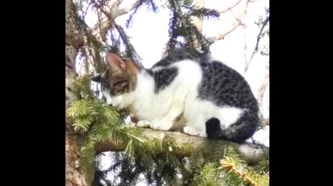木の上で衰弱していく猫…高所に上ってしまった理由とは？
