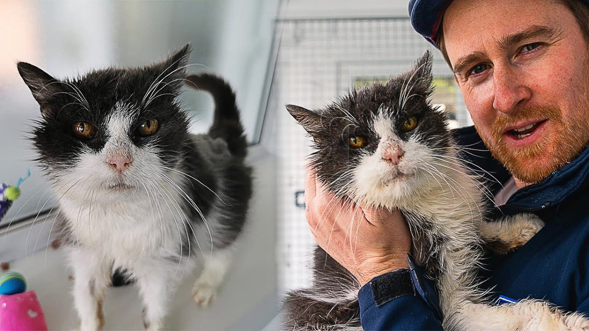 21歳で施設に引き渡された老猫……幸運を引き寄せ新たな猫生へ！