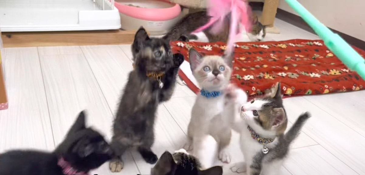 5匹の子猫に『初めてのネコジャラシ』使ってみたら…大興奮しちゃう姿に「幸せな光景」「わちゃわちゃ可愛い」癒される人続々