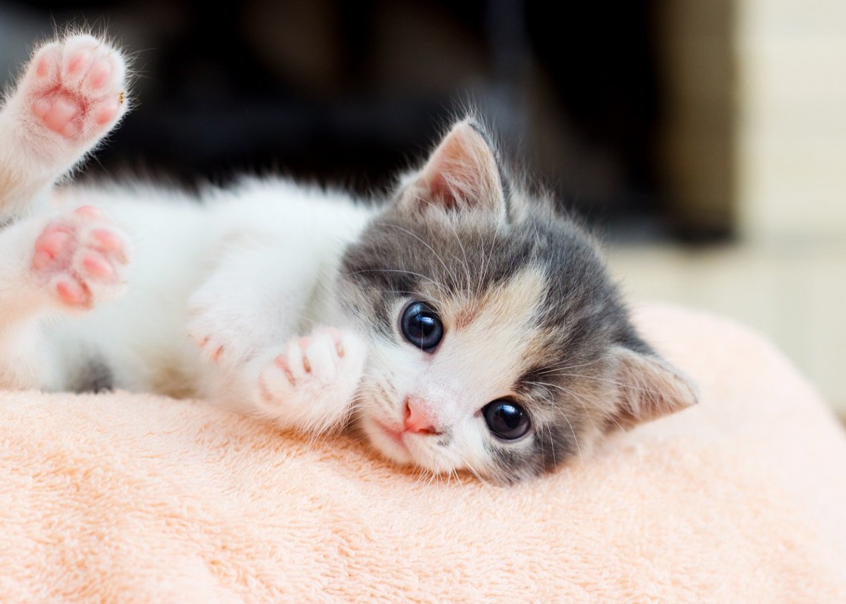 永遠の子猫『ドワーフィズム』の特徴4つ！原因と治療法も解説