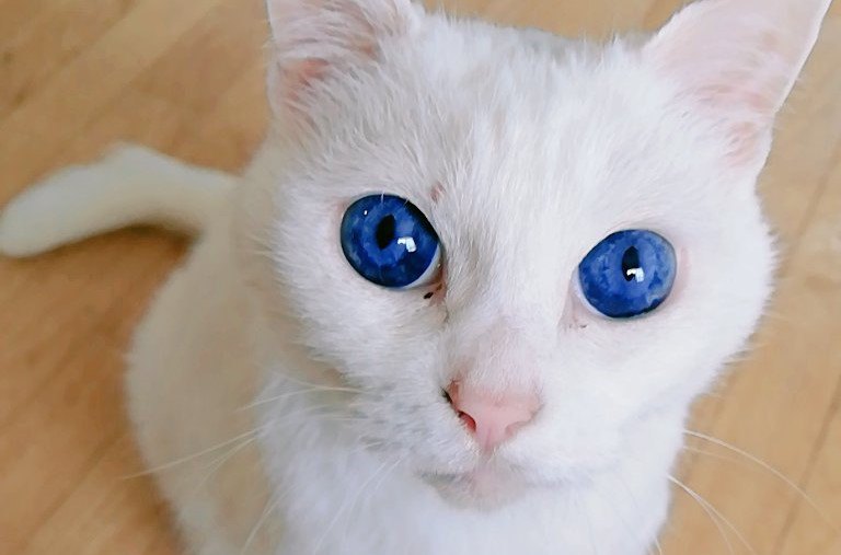 【大人気】サファイアのような瞳♡まるで子猫のように若々しい猫さん！