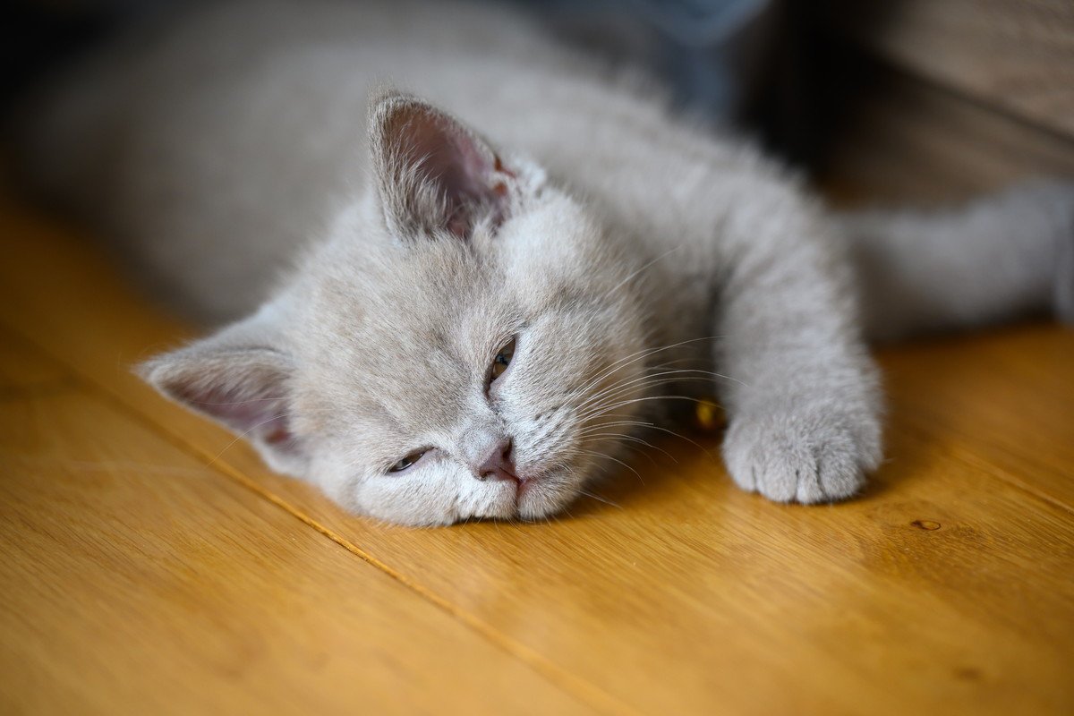 猫が目を開けたまま寝るのは大丈夫？…その理由や注意点2つ