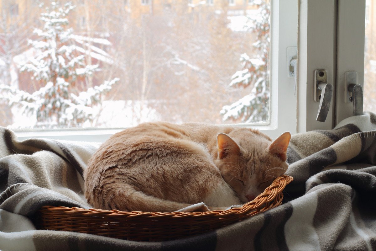 猫が『寒い場所』で寝る4つの理由と注意点
