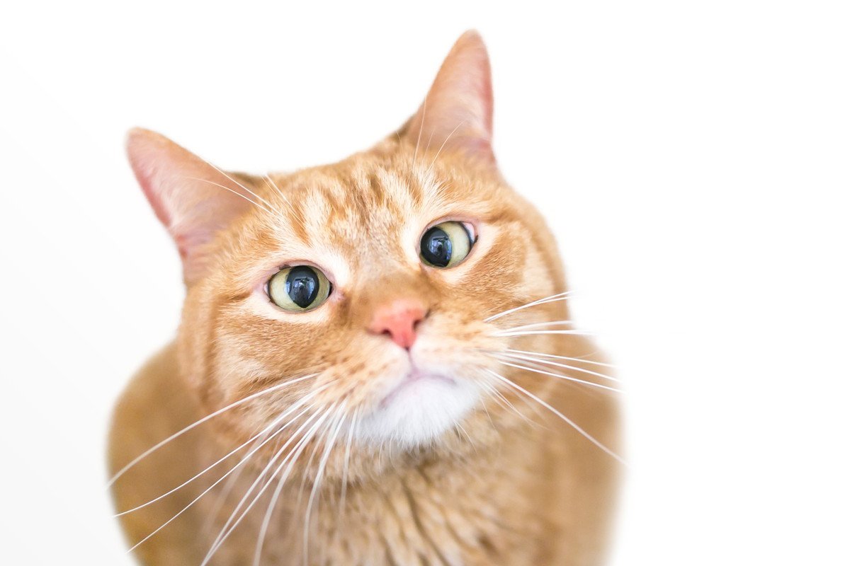 愛猫の目が『真ん中に寄っている』のはなぜ？考えられる原因4選　見え方に問題はない？