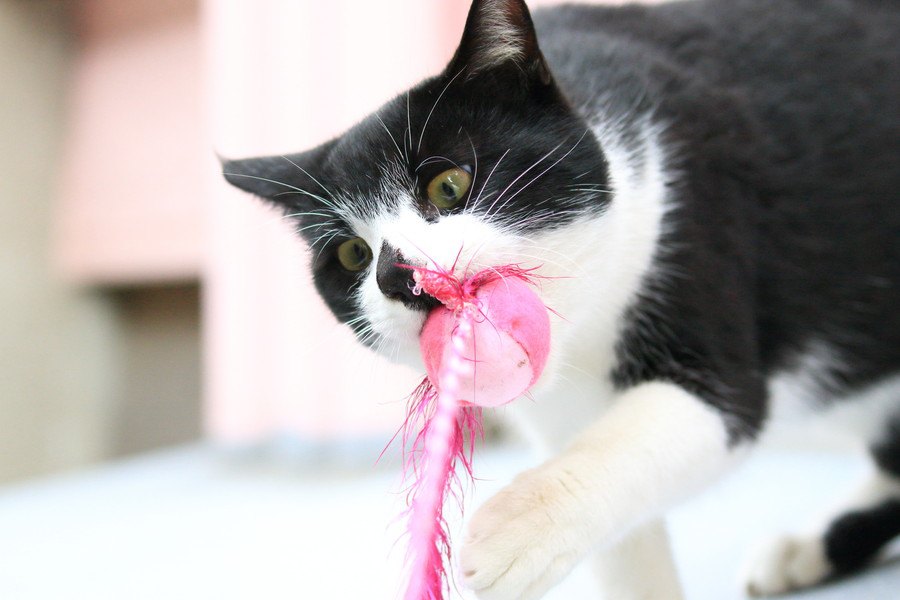 猫の歯磨きおもちゃの使い方やおすすめ商品を紹介