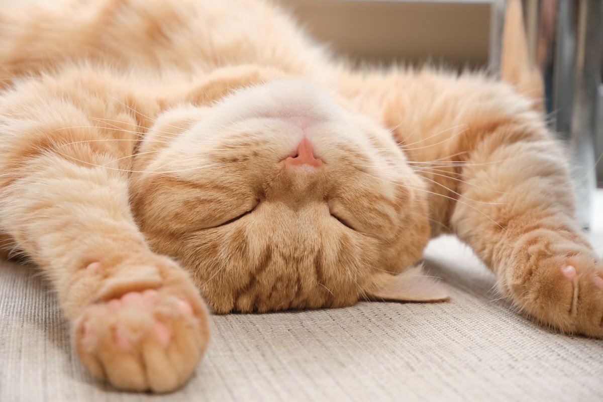 猫が両手を広げて『バンザイ寝』をする4つの理由　無防備すぎるその姿は信頼の証？