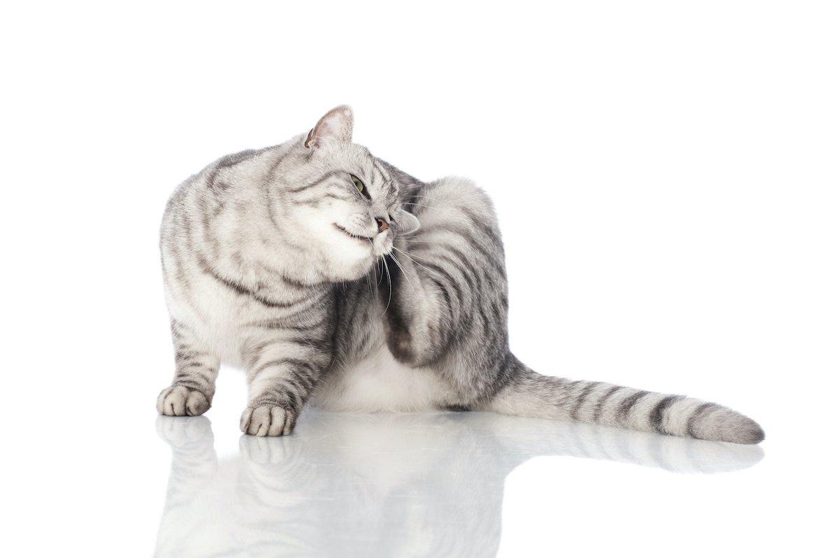 猫がよく『耳を掻く・頭を振る』のはなぜ？５つの要因