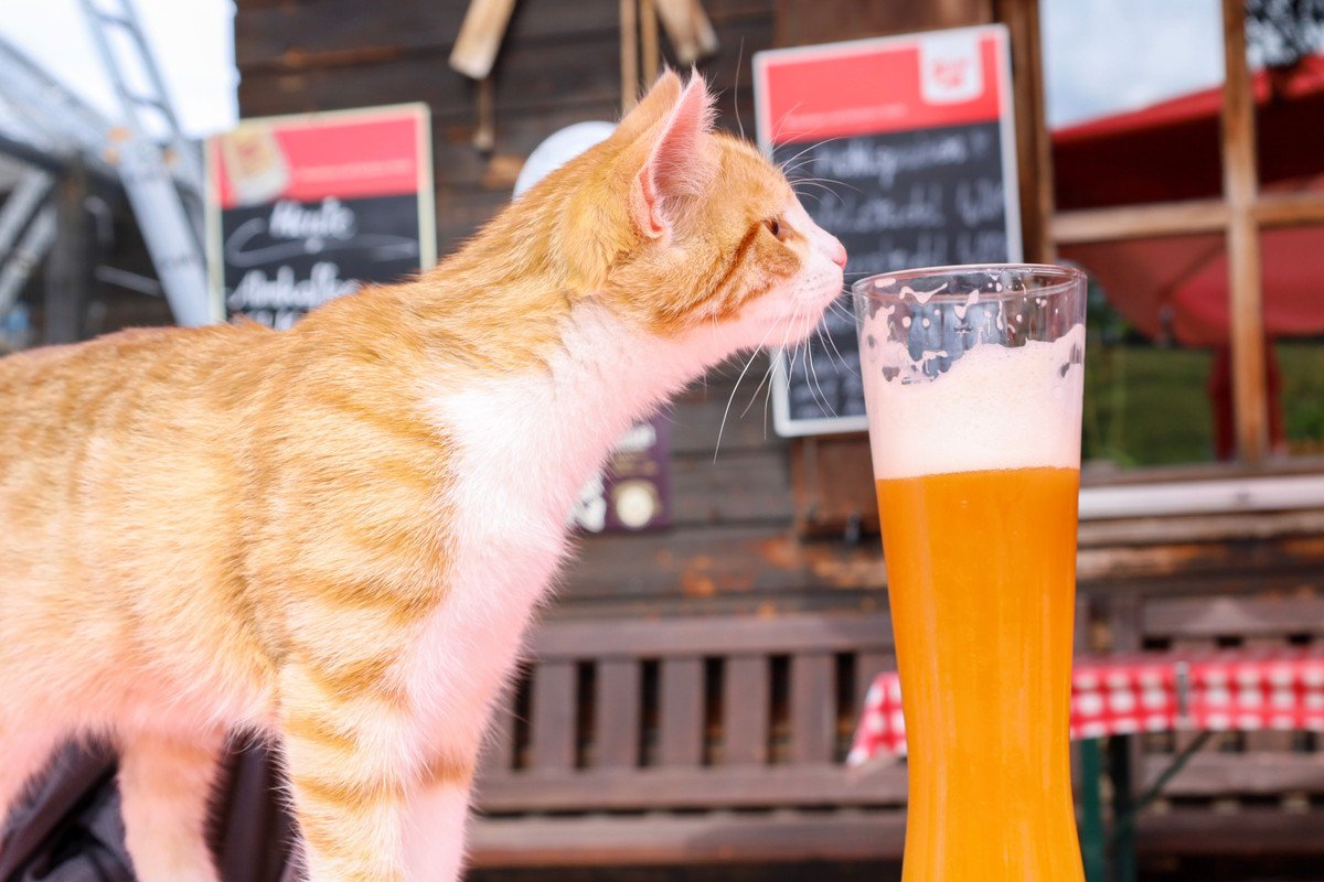 猫に『アルコール』は絶対厳禁！NGな3つの理由と誤飲したときの症状、対処法など