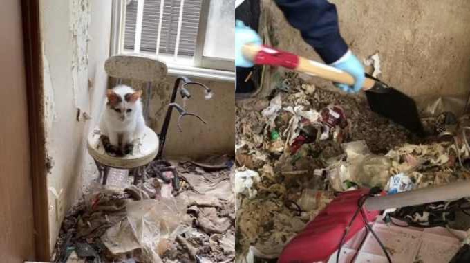 52匹の猫がゴミと糞尿の山に…多頭飼育崩壊の過酷な現場とは？