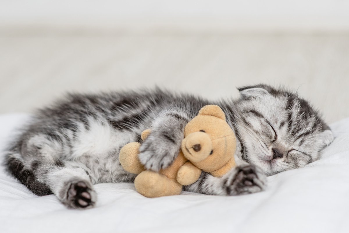 猫の『寝相』が変わった！影響を与える要因と安眠対策3つ
