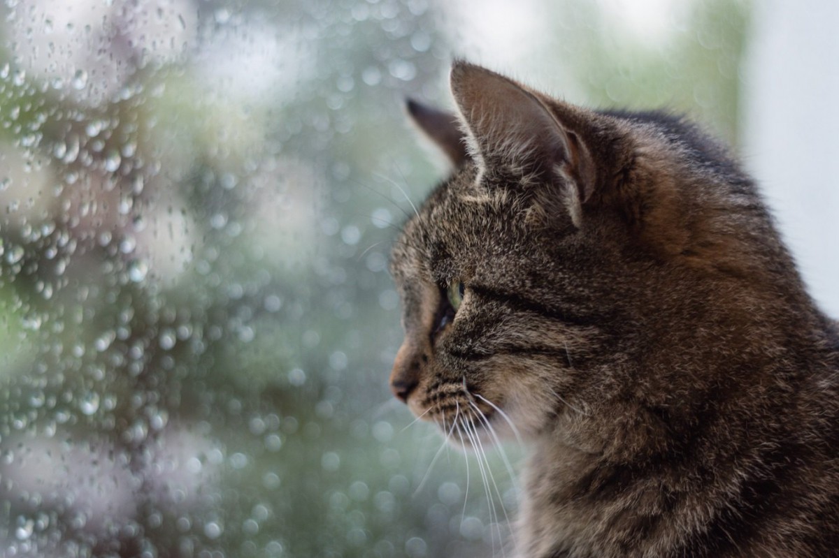 猫が梅雨時期にかかりやすい病気４つ