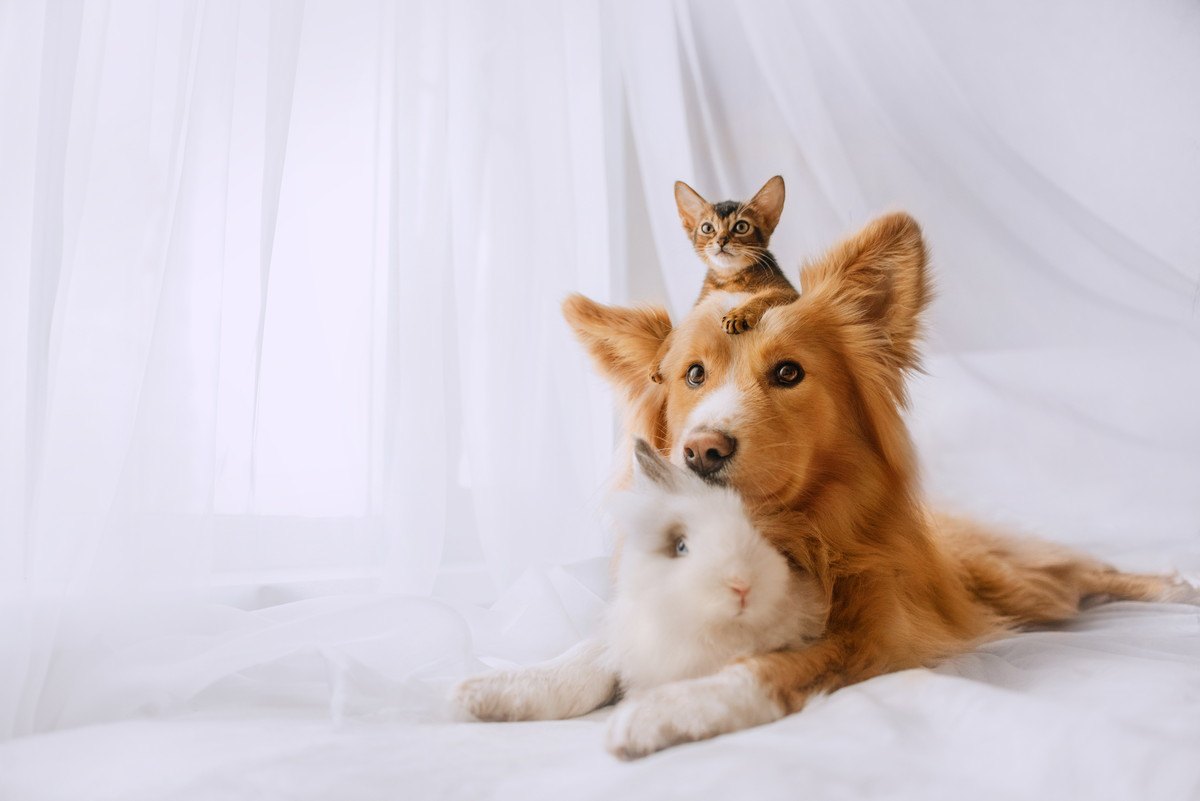 猫と『仲良しな動物』ランキングTOP3！一緒に暮らしやすい動物とは？