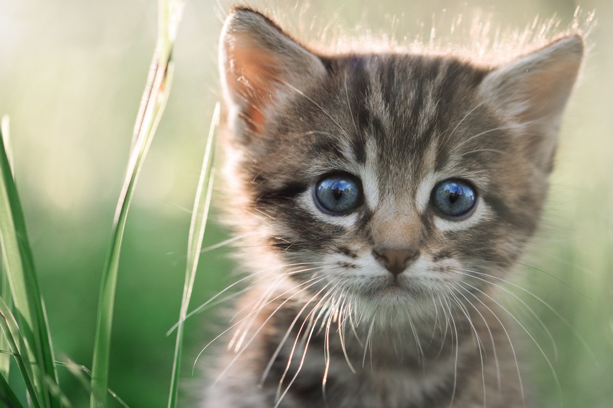 猫がみんなに愛されるワケ4つ♡人に与える癒しの効果について解説！
