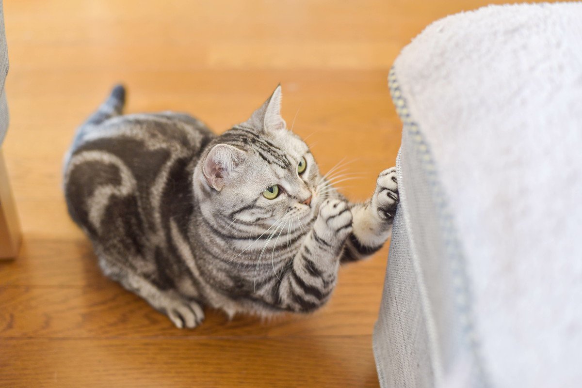 猫に『傷つけられやすい家具』3つ　バリバリ爪とぎ代わりに…やめさせるための方法も