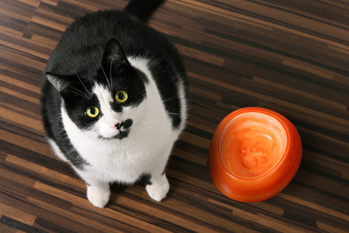 『食べ過ぎる猫』に起こる危険な変化4つ