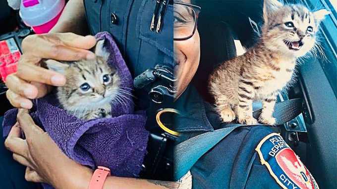警官に偶然発見された子猫…肩に乗って甘える猫に下した決断とは？