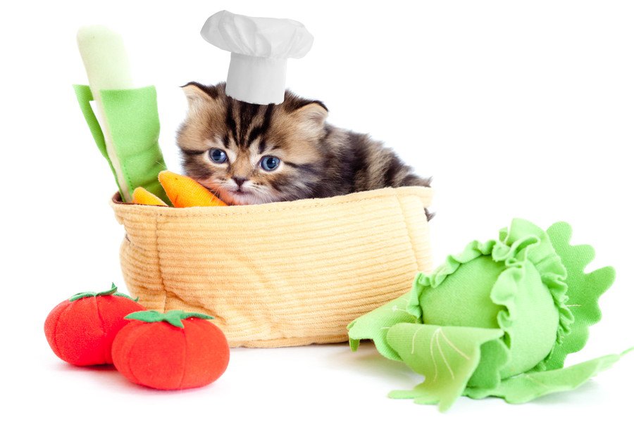 猫の免疫力をアップする3つの食材！必要な栄養素とは？