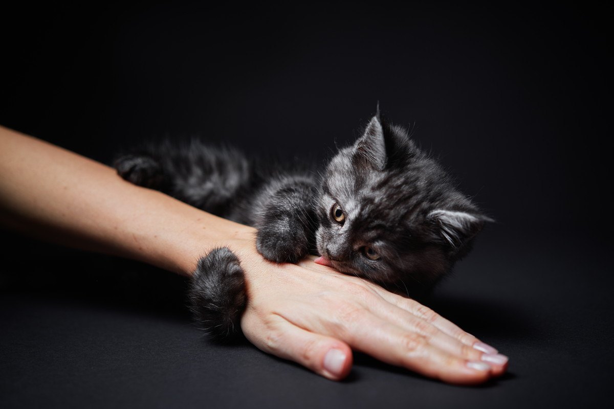 猫が『化粧水のついた手』を舐めたがる2つの理由と注意点