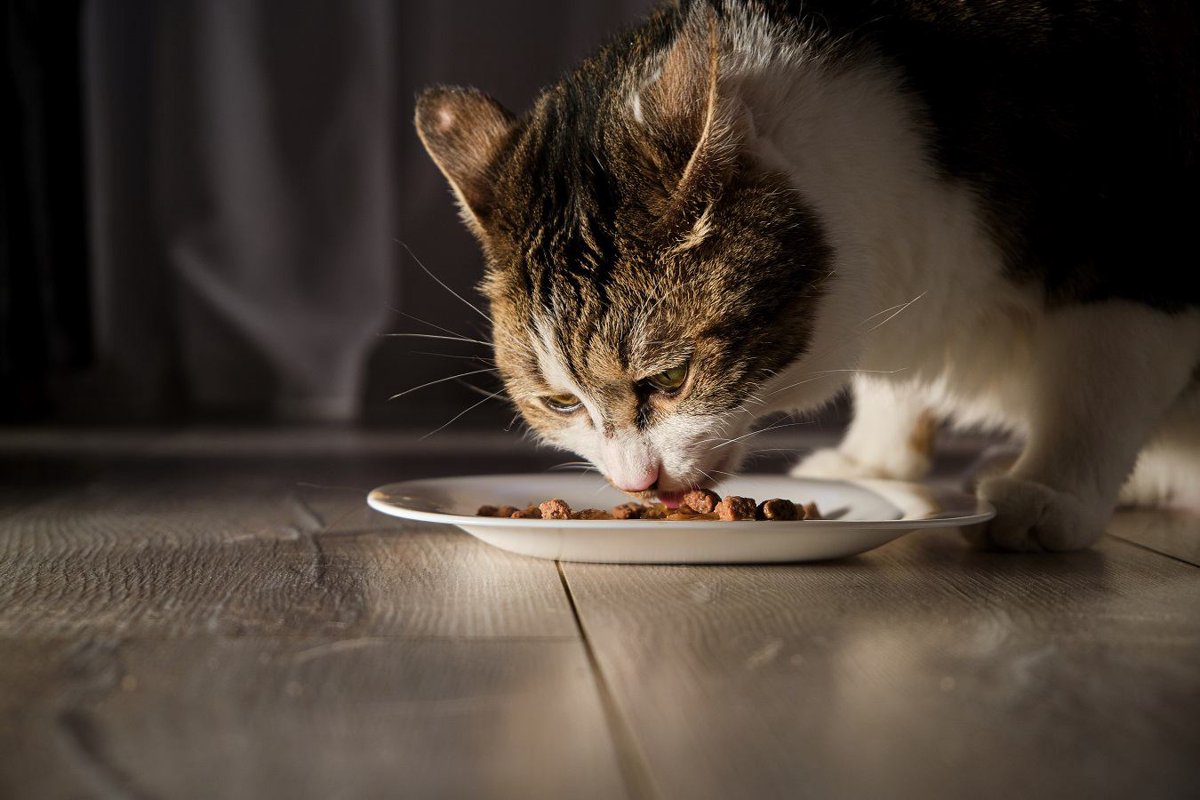 【介護】寝たきりになった猫の食事の注意点３つ