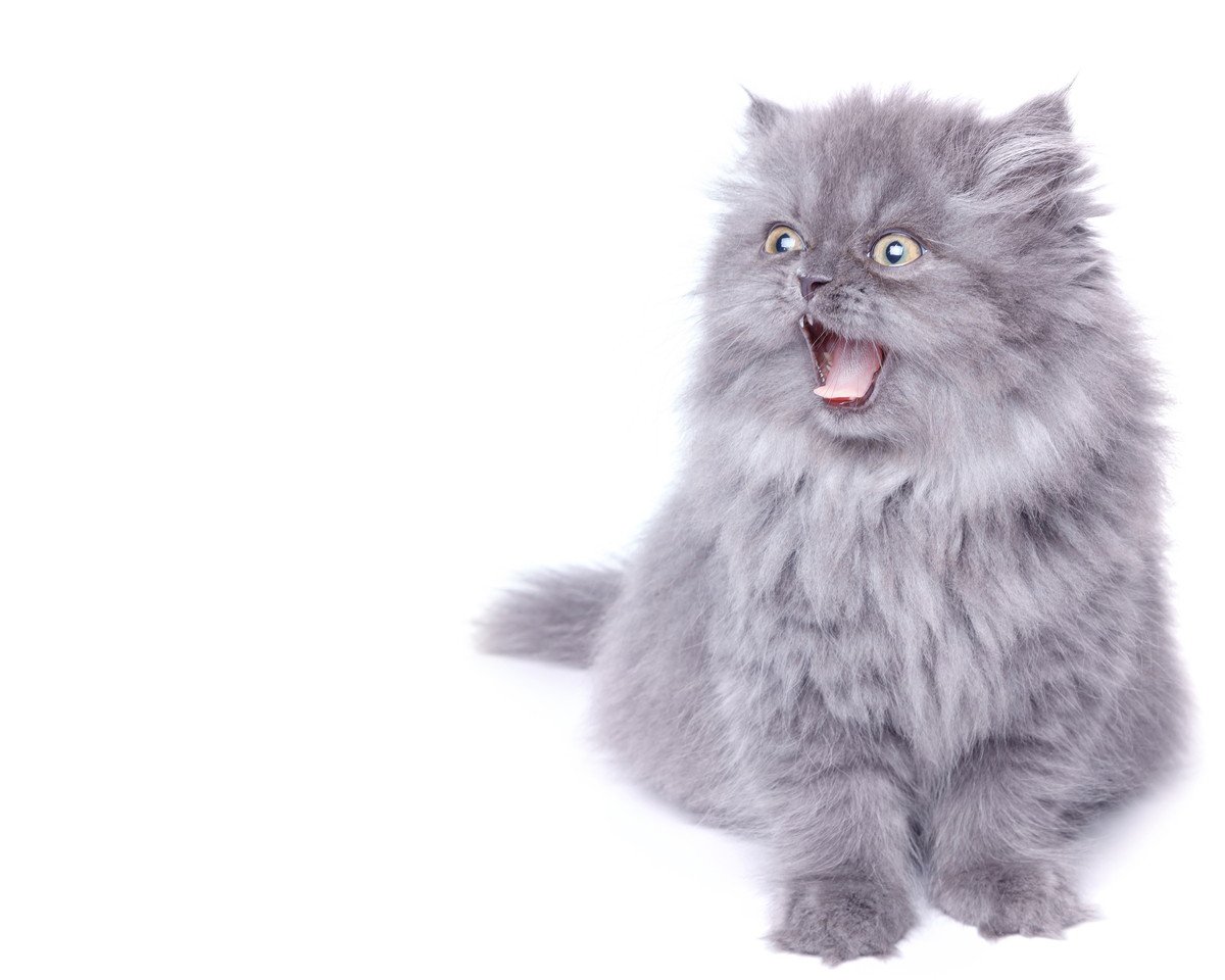 猫が『唸り声』をあげる5つの理由と対処法