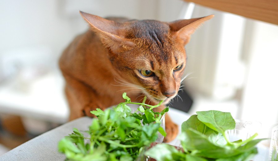 猫はパセリを食べても大丈夫？有毒な植物についても解説