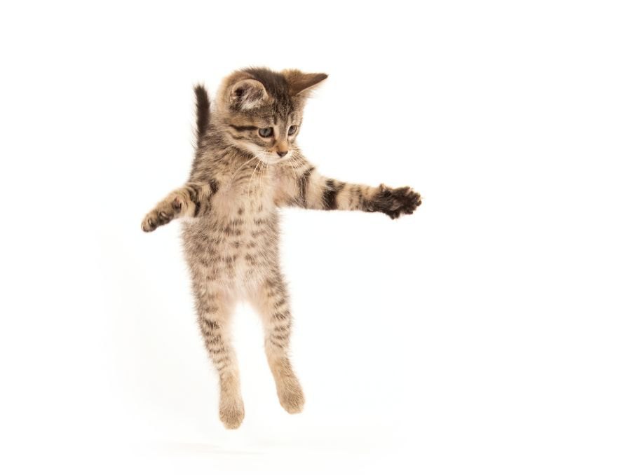 猫が急に『飛び跳ねる』ときの心理５つ