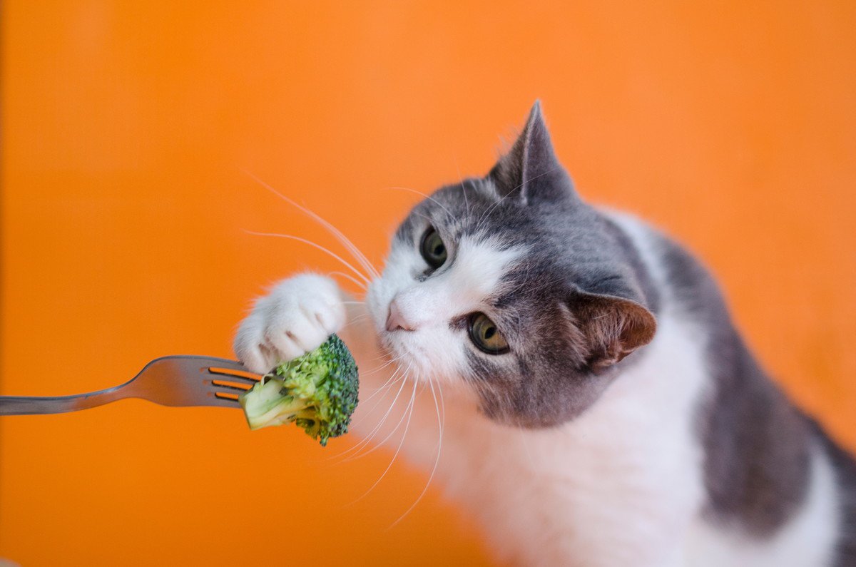 猫は『ブロッコリー』を食べてもOK？知っておきたい3つのメリット・デメリット