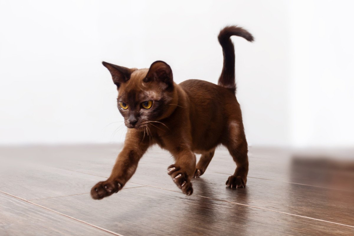 猫あるあるの「トイレハイ」ウンチのあと、突然走り回る3つのワケ　ほっといて大丈夫？