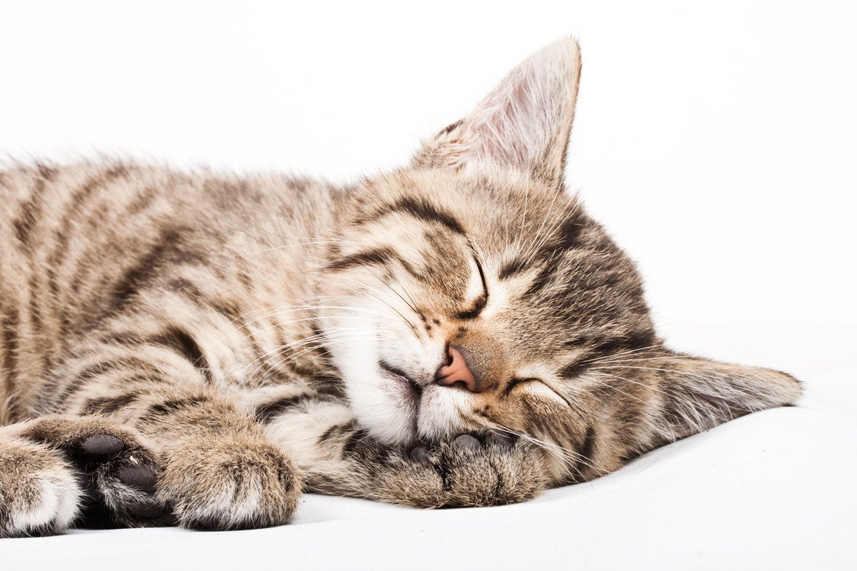 猫の『寝相』は気分で変わる？種類別の意味4つ