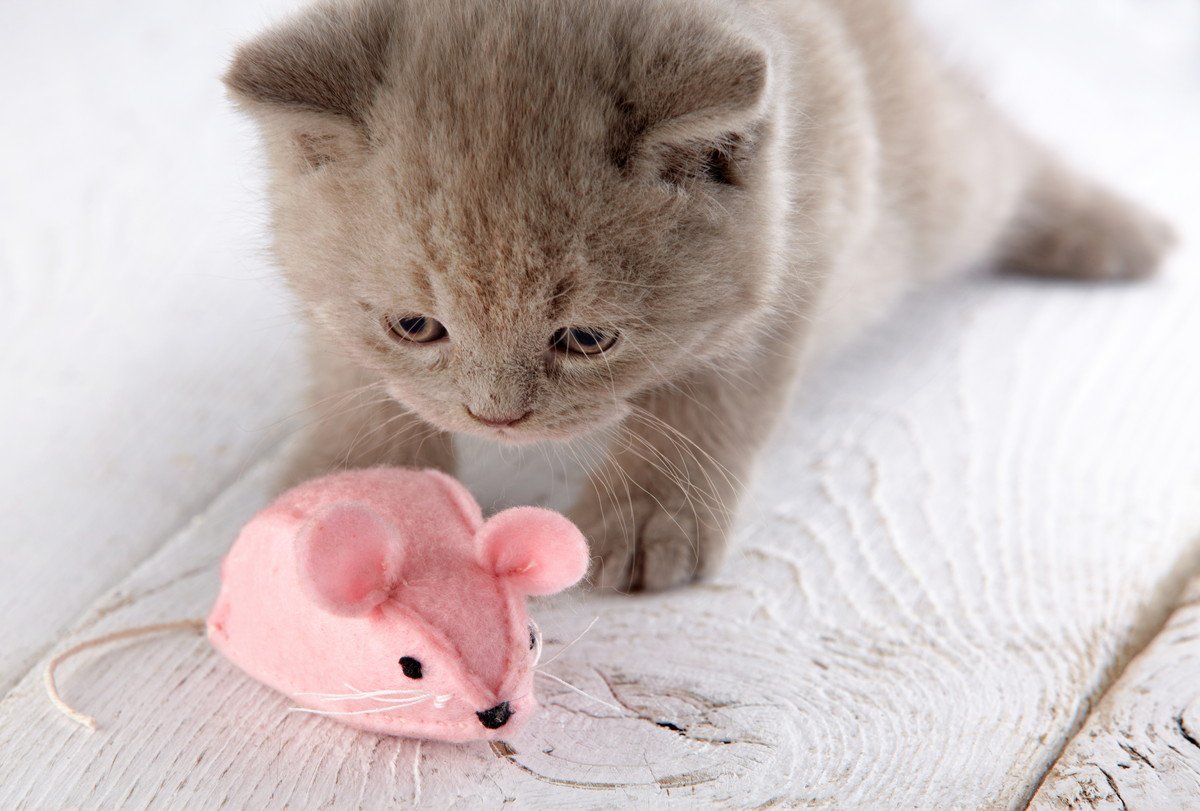 猫が『ネズミを食べる』って実は超危険！？3つの理由と予防策