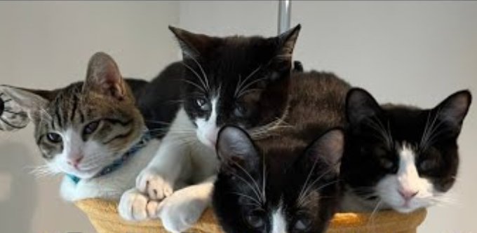 猫風邪を引いた4匹の子猫…奇跡の展開で幸せをつかむ！