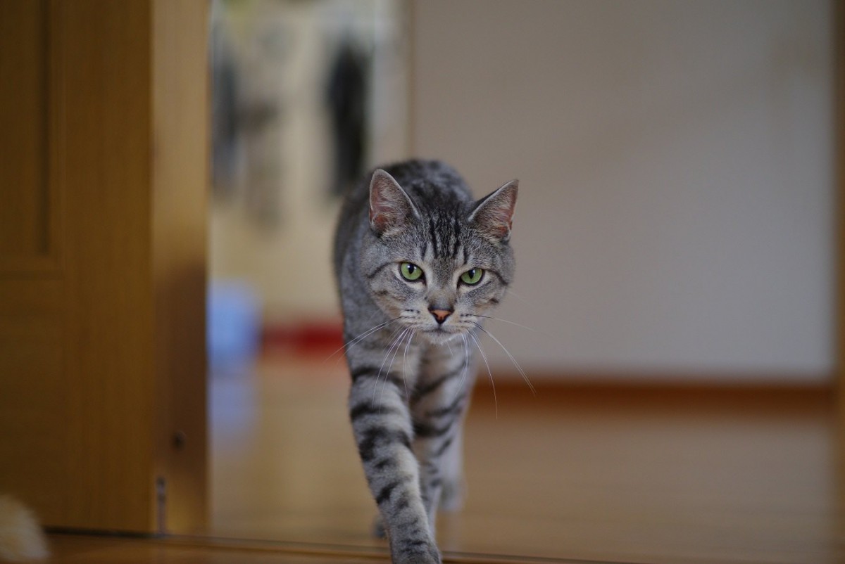 猫が『ふらふら』歩いている時に考えられる原因や対処法４つ