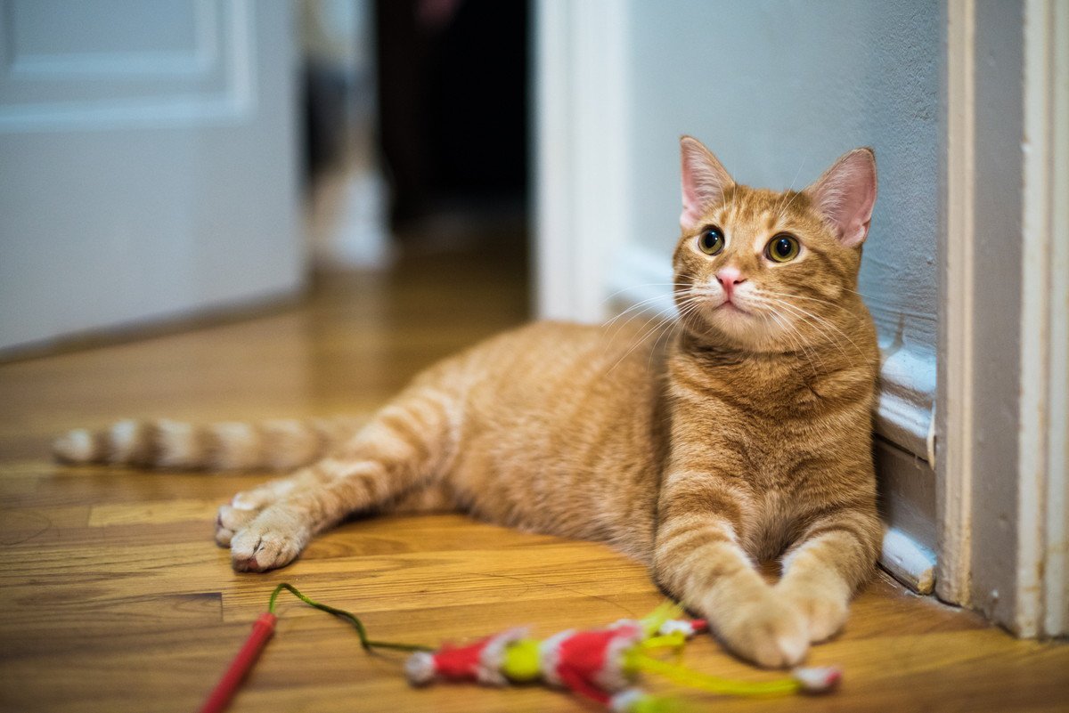 猫がおもちゃで『遊ばない』原因4つ！それぞれに合った対処法を解説