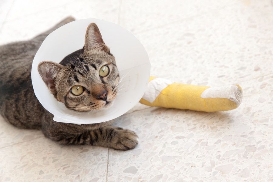 猫が捻挫をしている時にみせる症状や治療の期間と料金