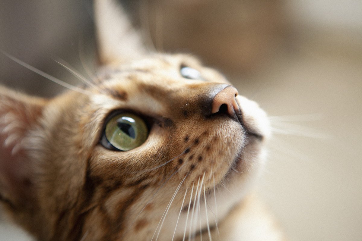 猫はなんで『鼻をヒクヒク』するの？知られざる2つのワケと注意点を解説！