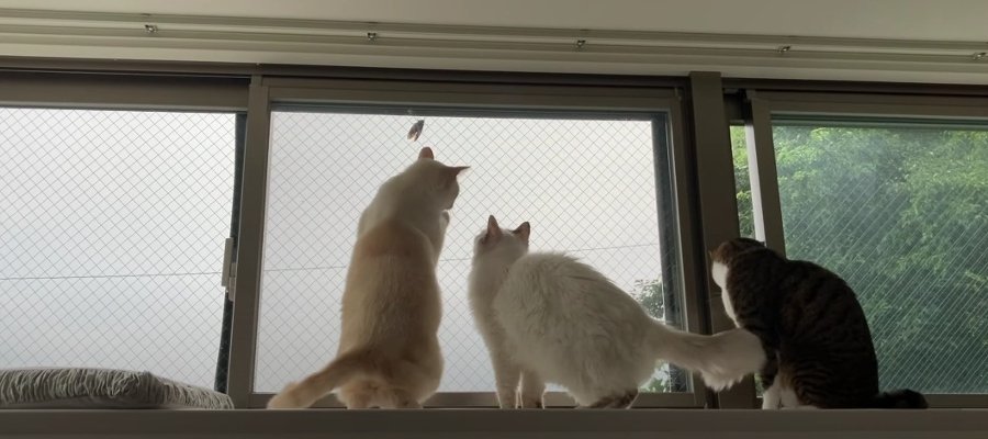 夏の風物詩♡窓越しのセミを立ち上がって歓迎する猫さんたち